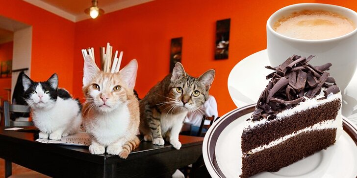 Mlsání v kočičí kavárně: Káva či domácí limonáda a dezert v prima partě
