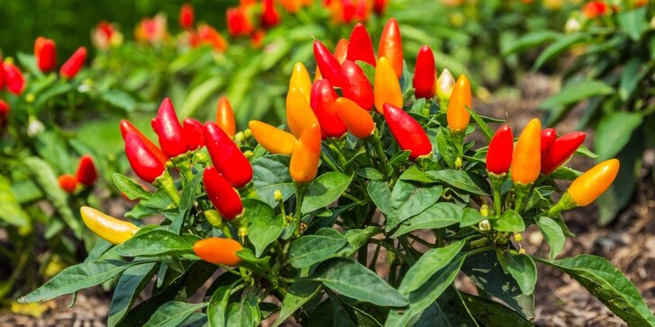 Dodejte jídlu říz: Květináč chilli papriček z farmářských trhů