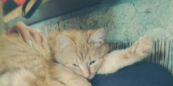 Svěží letní drinky ve společnosti koček