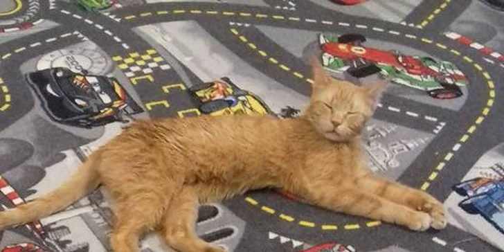 Voňavé cappuccino nebo latte podávané ve společnosti roztomilých kočiček