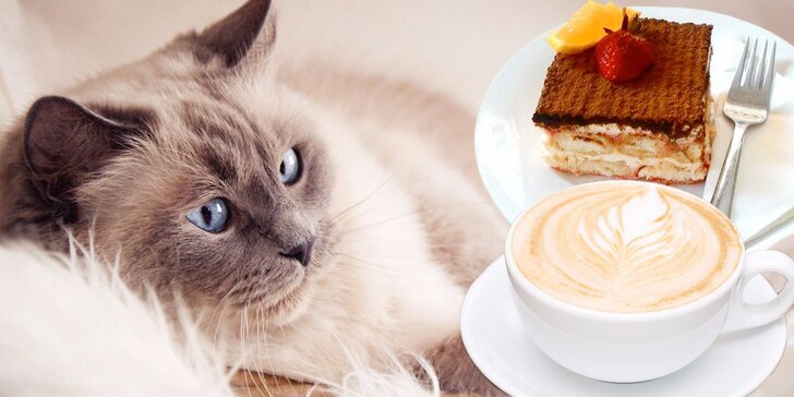 Káva nebo čaj, domácí dezert a prima společnost v kočičí kavárně – pro 1 či 2