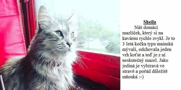 Svěží letní drinky ve společnosti koček