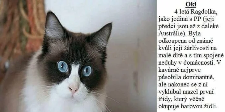 Svěží letní drinky ve společnosti koček