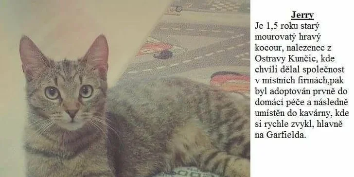 Svěží letní drinky ve společnosti koček