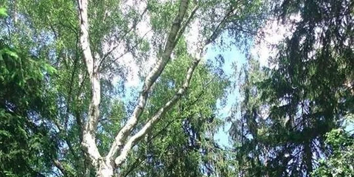 Adrenalin ve výškách: Vstup na vysokou lanovou dráhu