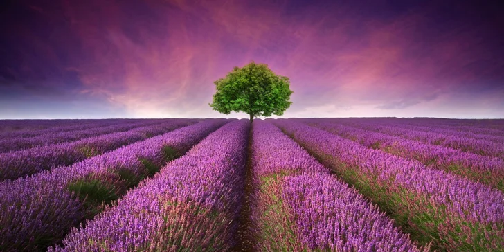 Za krásami Francie: Provence, Marseille, ostrov If i Cannes vč. snídaně