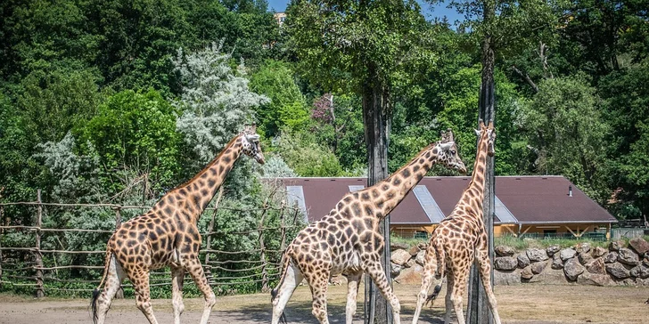 Pokud berete své ratolesti, navštivte např. plzeňskou ZOO.