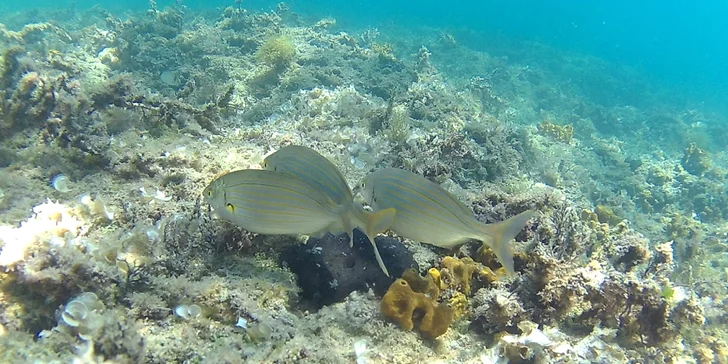 Komplexní potápěčský kurz pro začátečníky se školou Enjoy diving