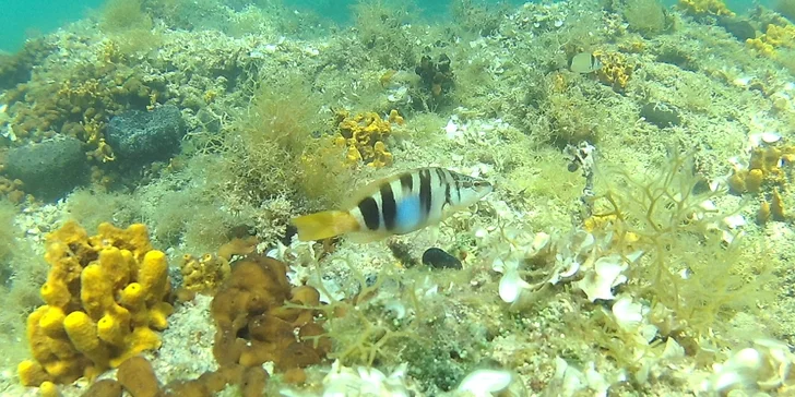 Komplexní potápěčský kurz pro začátečníky se školou Enjoy diving