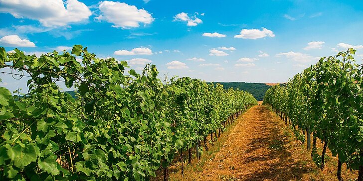 Pohodová dovolená na Jižní Moravě: Polopenze i konzumace vín a burčáku