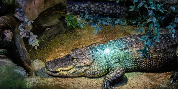 V ZOO uvidíte až 1000 zvierat zo všetkých 5 kontinentov sveta.