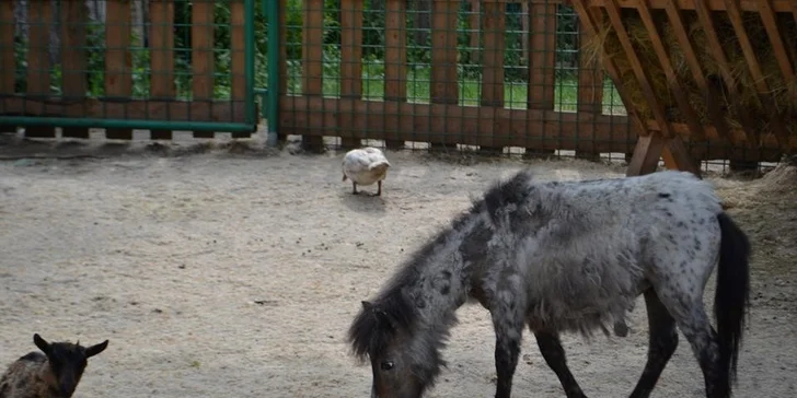 Berousek Zoopark Doksy: udělejte si výlet za mláďaty šelem, velbloudy i klokany