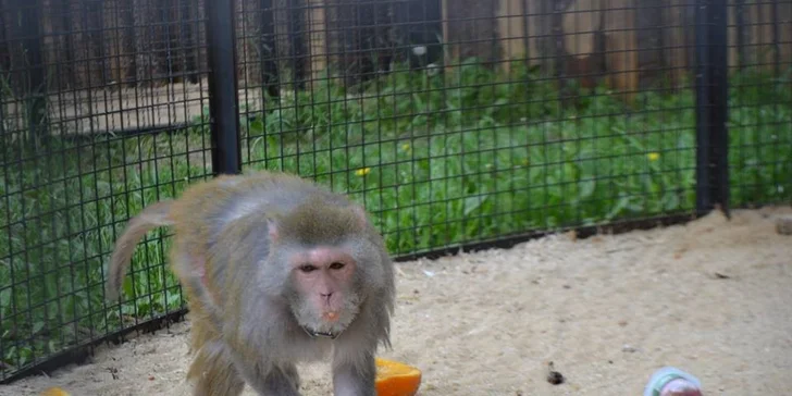 Berousek Zoopark Doksy: udělejte si výlet za mláďaty šelem, velbloudy i klokany