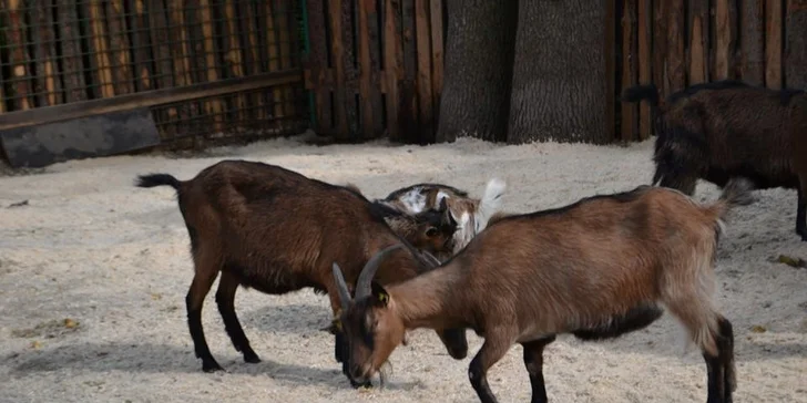 Berousek Zoopark Doksy: udělejte si výlet za mláďaty šelem, velbloudy i klokany