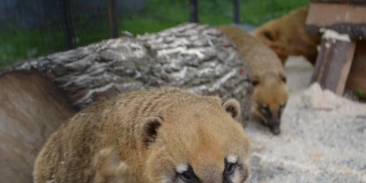 Berousek Zoopark Doksy: udělejte si výlet za mláďaty šelem, velbloudy i klokany