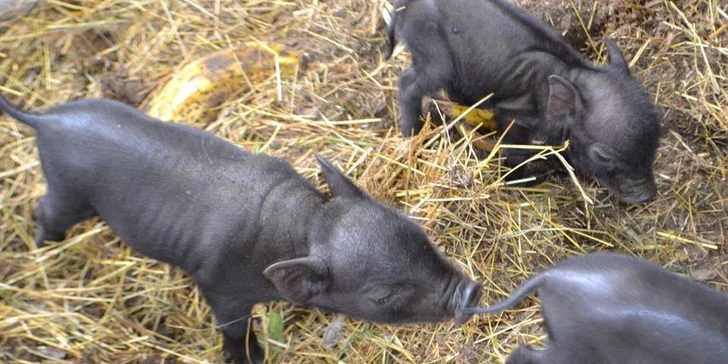Berousek Zoopark Doksy: udělejte si výlet za mláďaty šelem, velbloudy i klokany