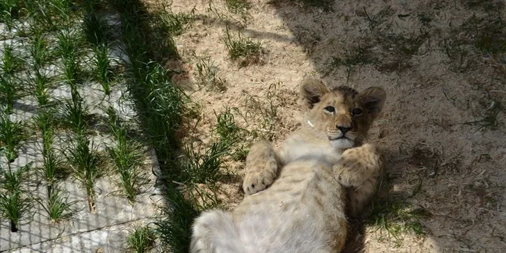 Berousek Zoopark Doksy: udělejte si výlet za mláďaty šelem, velbloudy i klokany