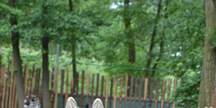 Berousek Zoopark Doksy: udělejte si výlet za mláďaty šelem, velbloudy i klokany