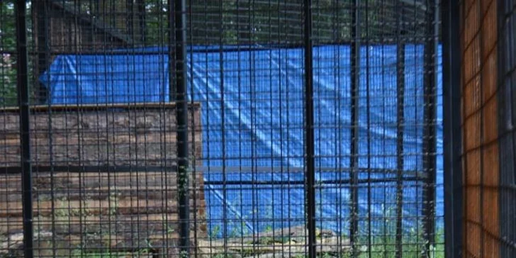 Berousek Zoopark Doksy: udělejte si výlet za mláďaty šelem, velbloudy i klokany