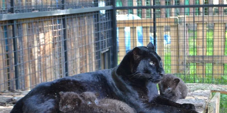 Berousek Zoopark Doksy: udělejte si výlet za mláďaty šelem, velbloudy i klokany