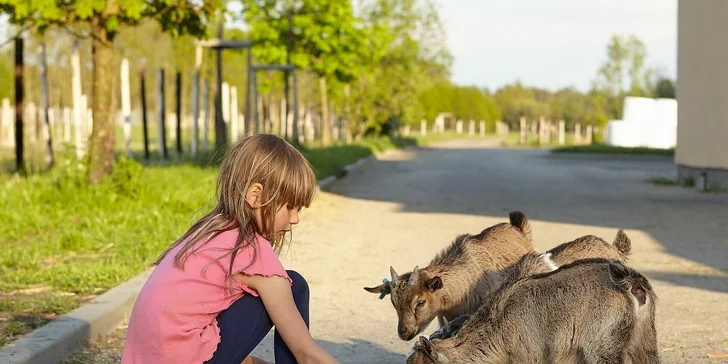 Zvierat tu žije okolo 230, tak zistite, ako sa správajú vo svojom prirodzenom prostredí.