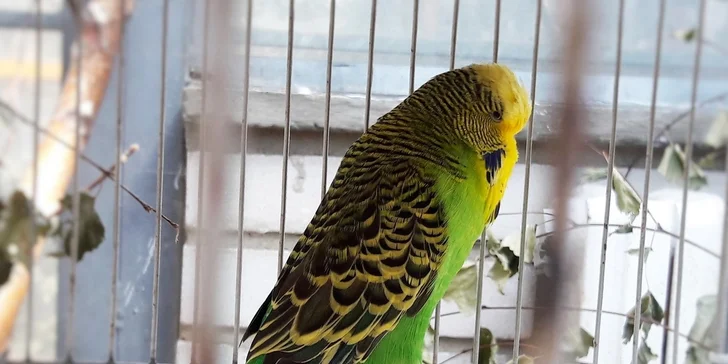 Vstupné na výstavní a prodejní teraristickou burzu TERRABAZAR