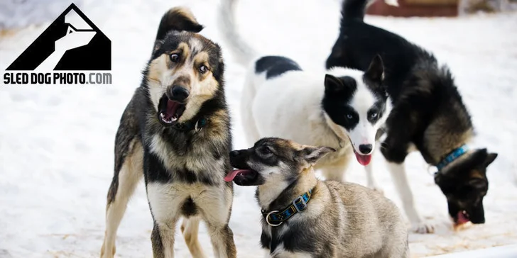 Dogtrekking s aljašským huskym: svižná procházka po Jizerských horách