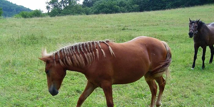 Víkend na koňské farmě s plnou penzí a 1 - 3 hodinami jízdy pro oba