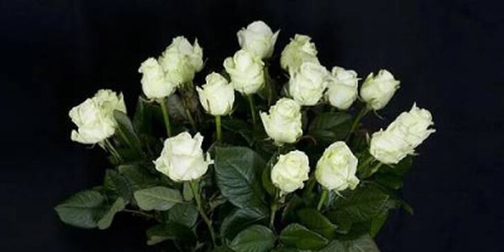 Nádherný pugét z bílých nebo červených ekvádorských růží