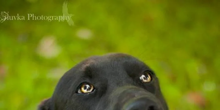 Fotografování psího mazlíčka pro krásnou vzpomínku