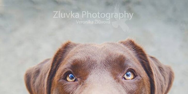 Fotografování psího mazlíčka pro krásnou vzpomínku