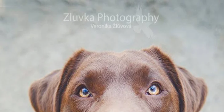 Fotografování psího mazlíčka pro krásnou vzpomínku