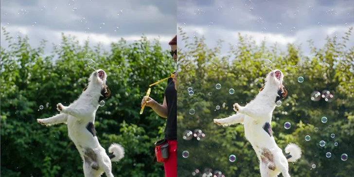Fotografování psího mazlíčka pro krásnou vzpomínku