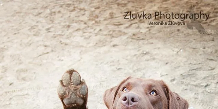 Fotografování psího mazlíčka pro krásnou vzpomínku