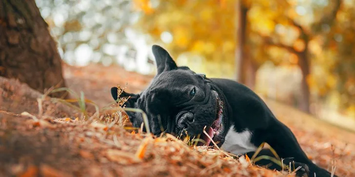 Fotografování psího mazlíčka pro krásnou vzpomínku