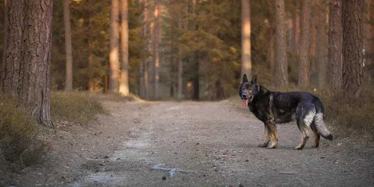 Fotografování psího mazlíčka pro krásnou vzpomínku