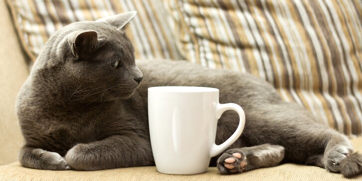 Voňavé cappuccino nebo latte podávané ve společnosti roztomilých kočiček