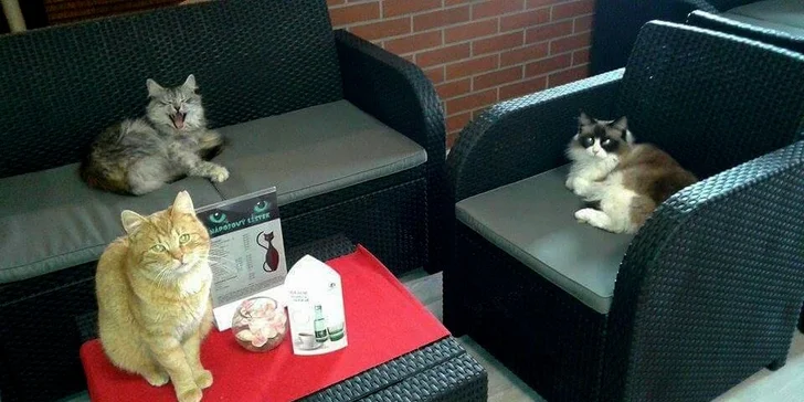 Voňavé cappuccino nebo latte podávané ve společnosti roztomilých kočiček