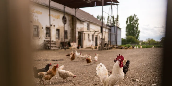 Môžete si tiež vyskúšať prácu na farme, napríklad nakŕmiť dobytok alebo pozbierať vajíčka.
