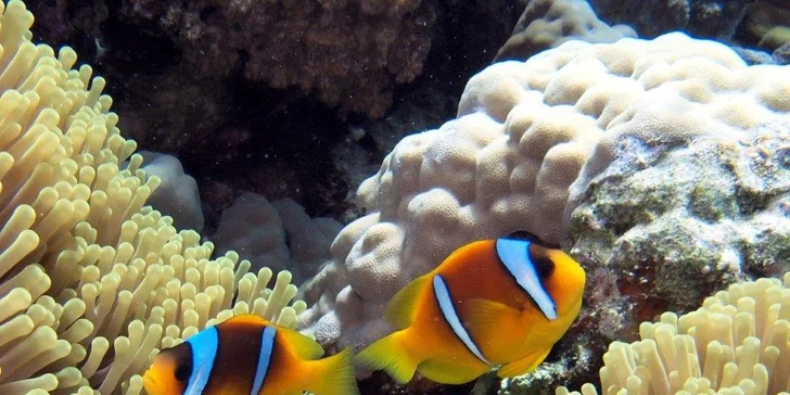 Silvestrovské potápění v Egyptě: S letenkou, instruktorem a plnou penzí na lodi