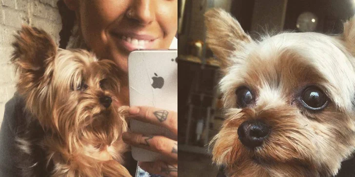 Vítejte v Dogs Clubu: Exkluzivní péče pro vašeho psího miláčka