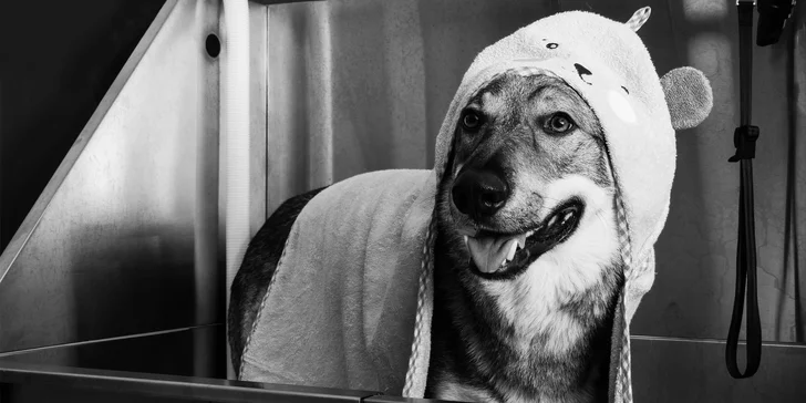Vítejte v Dogs Clubu: Exkluzivní péče pro vašeho psího miláčka