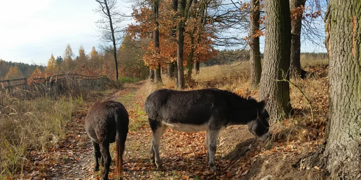 Oslí stezka: putování přírodním parkem v doprovodu oslíka a případně svačina