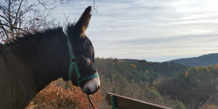 Oslí stezka: putování přírodním parkem v doprovodu oslíka a případně svačina