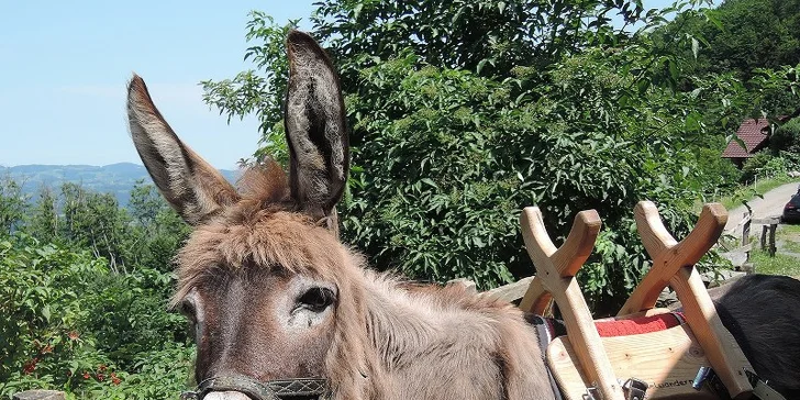 Vydejte se na výlet: Se čtyřnohým společníkem Oslí stezkou v přírodním parku