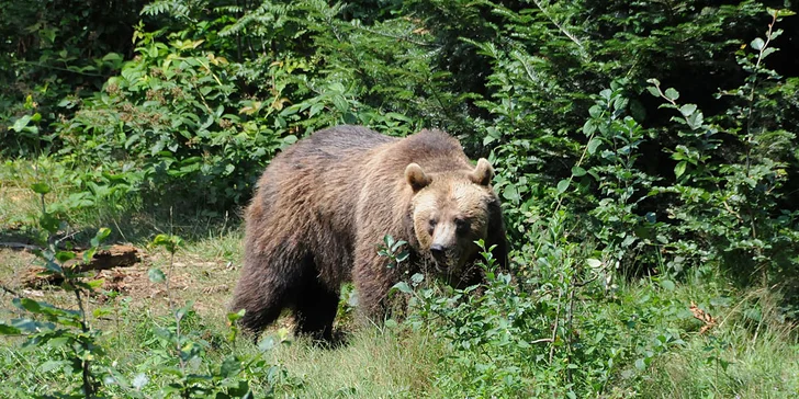 Pohoda v Bavorském lese 11 km od hranic a neomezený vstup do aquaparku