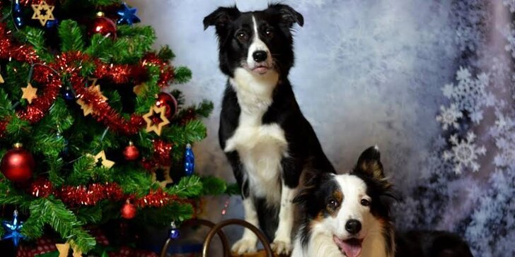 Vánoční balíčky pro vaše psí mazlíčky