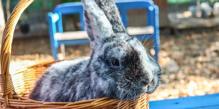 Vydejte se s dětmi za zvířecími obyvateli malé hravé farmy Duběnka. 