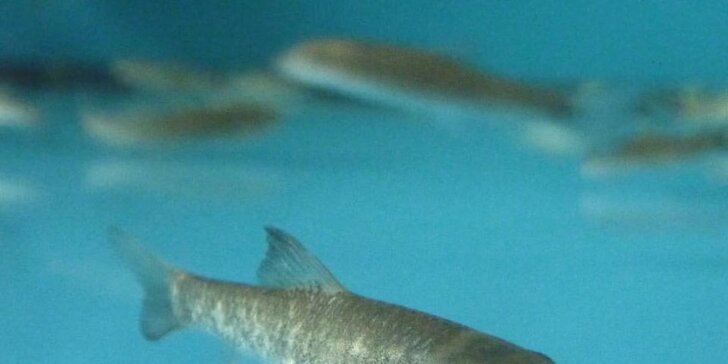 Péče s rybkami Garra Rufa: 30 minut nebo 3 vstupy třeba pro celou rodinu