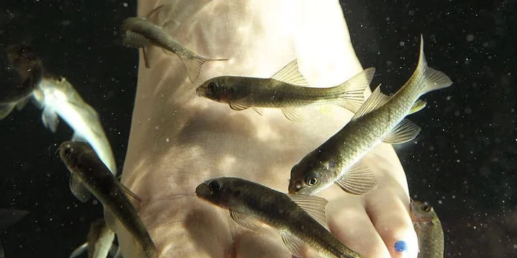 Péče s rybkami Garra Rufa: 30 minut nebo 3 vstupy třeba pro celou rodinu